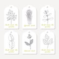 Tags collection with hand drawn spicy herbs. Sketched chervil, lovage, lemongrass, marjoram, kaffir lime, borage