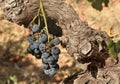 Tags of ripened grapes growing in a winery in Napa Valley Royalty Free Stock Photo