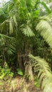 TAGUA tree in the middle of the forest in the Ecuadorian Amazon region. Scientific name: Phytelephas tenuicaulis