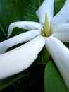 Tahitian Gardenia Macro