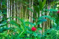 Tahitian red ginger plant Royalty Free Stock Photo