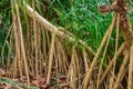 Tahitian screwpine a.k.a. hala tree Pandanus tectorius aerial prop roots - Florida, USA Royalty Free Stock Photo