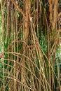 Tahitian screwpine a.k.a. hala tree Pandanus tectorius aerial prop roots - Florida, USA