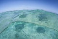 Tahitian Stingray in French Polynesia Royalty Free Stock Photo