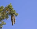 Tahoe's sugar pine cones on blue sky bakground