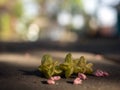 Tahongai, guest tree, Kleinhovia hospita, known as Katimaha, pink flowers and seeds Royalty Free Stock Photo