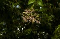 Tahongai, guest tree, Kleinhovia hospita, known as Katimaha, Timoho (Java, Indonesia) pink flowers and seeds Royalty Free Stock Photo