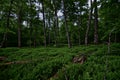 Tahquamenon falls state park in the upper peninsula UP of Michigan