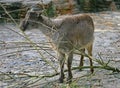 Tahr 1