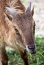 Tahr 2