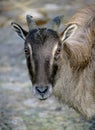 Tahr 4