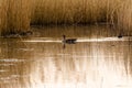 Graylag goose swimming in the reed beds