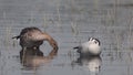 Taiga Bean Goose swimming along with bar headed geese at Bhigwan in India