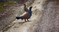 Capercailye Tetrao urogallus out on gravel road