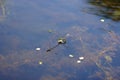 Taiga Bluet Damselflies Deposit Eggs 702882