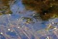 Taiga Bluet Damselflies Deposit Eggs 703451