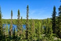 Taiga fir in forest near blue lake Royalty Free Stock Photo