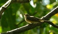 Taiga flycatcher in perch Royalty Free Stock Photo