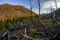 Taiga forest conflagration area landscape after a wildfire Royalty Free Stock Photo