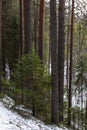 Taiga forest in the spring