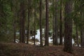 Taiga forest on a sunny spring day