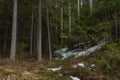 Taiga forest on a sunny spring day