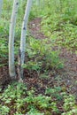 Taiga forest trail lined with Bunchberry flowers Royalty Free Stock Photo