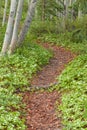 Taiga forest trail lined with Bunchberry flowers