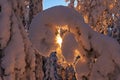 Taiga Forest winter Royalty Free Stock Photo