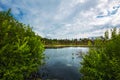 Taiga lake. Siberia,Russia Royalty Free Stock Photo