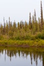 Taiga at McQuesten River near town of Mayo Canada Royalty Free Stock Photo