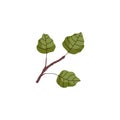 Taiga and northern European aspen tree branch, flat vector illustration isolated. Royalty Free Stock Photo