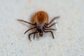 Taiga tick macro photo Royalty Free Stock Photo