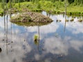 Taiga wetlands beaver lodge Castor canadensis Royalty Free Stock Photo