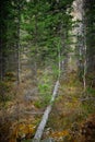 Taiga - wild Siberian forest Royalty Free Stock Photo