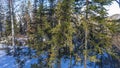 Taiga in winter. Coniferous evergreen trees and birches on the snow-covered ground. Royalty Free Stock Photo