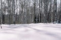 Taiga in the winter. Forest in winter. Closeup of winter forest. Conifers under the snow. S