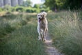 Kyrgyzian Sight hound Taigan running on the grass.