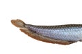 Tail of Arowana fish Royalty Free Stock Photo