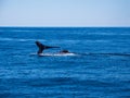 Breaching Whales, Humpback Whale Back and Tail on Blue Ocean Royalty Free Stock Photo