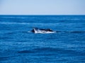 Breaching Whales, Humpback Whale Back and Tail on Blue Ocean Royalty Free Stock Photo