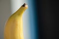 Tail of a bright yellow single banana torn off in light against a blurred white blue black bokeh background. Place for text. Royalty Free Stock Photo