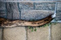 Tail of Brindle coat American Bulldog dog on stone background