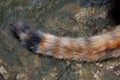 A tail of Calico cat on wet dirty ground floor,a pet part detail