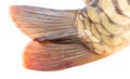 Tail of carp fish isolated on white background Royalty Free Stock Photo