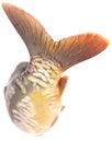 Tail of carp fish isolated on white background Royalty Free Stock Photo