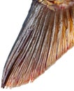 Tail of carp fish isolated on white background Royalty Free Stock Photo