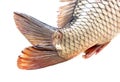 Tail of carp fish isolated on white background Royalty Free Stock Photo