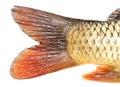 Tail of carp fish isolated on white background Royalty Free Stock Photo