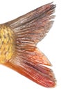 Tail of carp fish isolated on white background Royalty Free Stock Photo